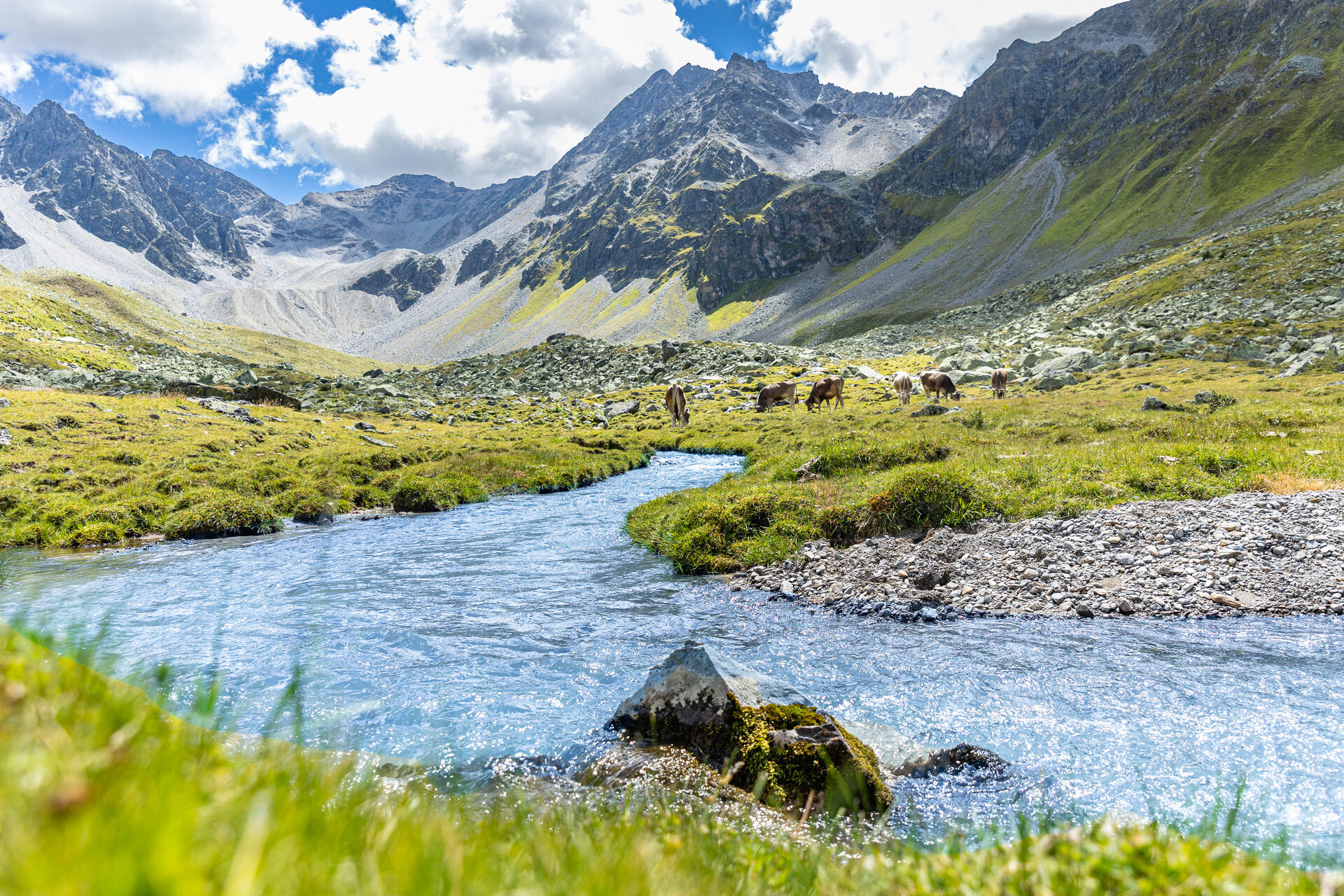 Blick in das grüne Platzertal im Sommer. Im Hintergrund grasen Kühe. | © DAV